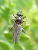 Bibio lanigerus